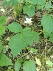 Rubus fruticosus