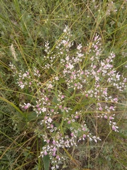 Goniolimon tataricum