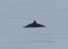 Ziphius cavirostris
