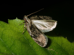 Phaeosaces compsotypa