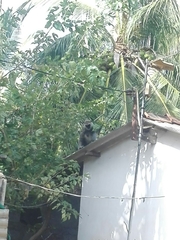 Semnopithecus priam thersites