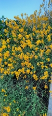 Spartium junceum