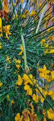 Spartium junceum