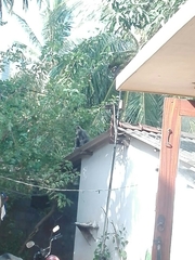 Semnopithecus priam thersites