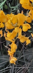 Spartium junceum