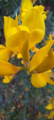 Spartium junceum