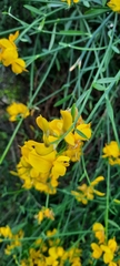 Spartium junceum