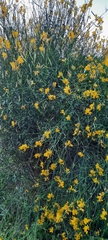 Spartium junceum