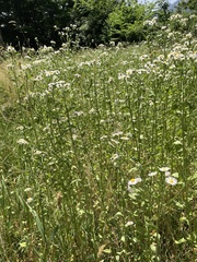 Erigeron annuus