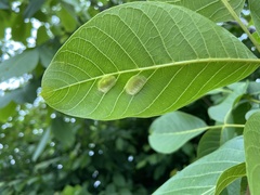 Aceria erinea