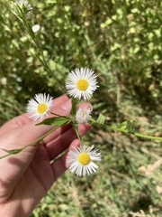 Erigeron annuus