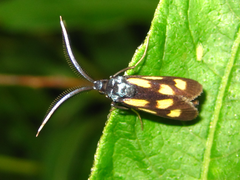 Balataea octomaculata