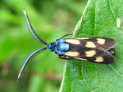 Balataea octomaculata