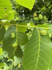 Aceria erinea