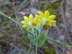 Blackstonia perfoliata