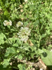 Trifolium repens