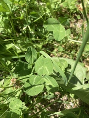Trifolium repens