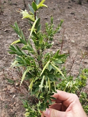 Styphelia triflora