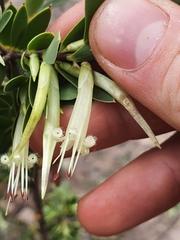Styphelia triflora