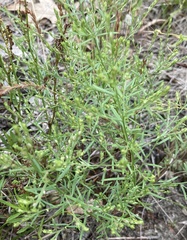 Lechea tenuifolia