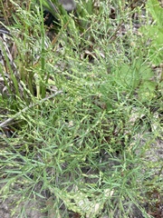 Lechea tenuifolia