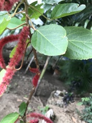 Acalypha hispida
