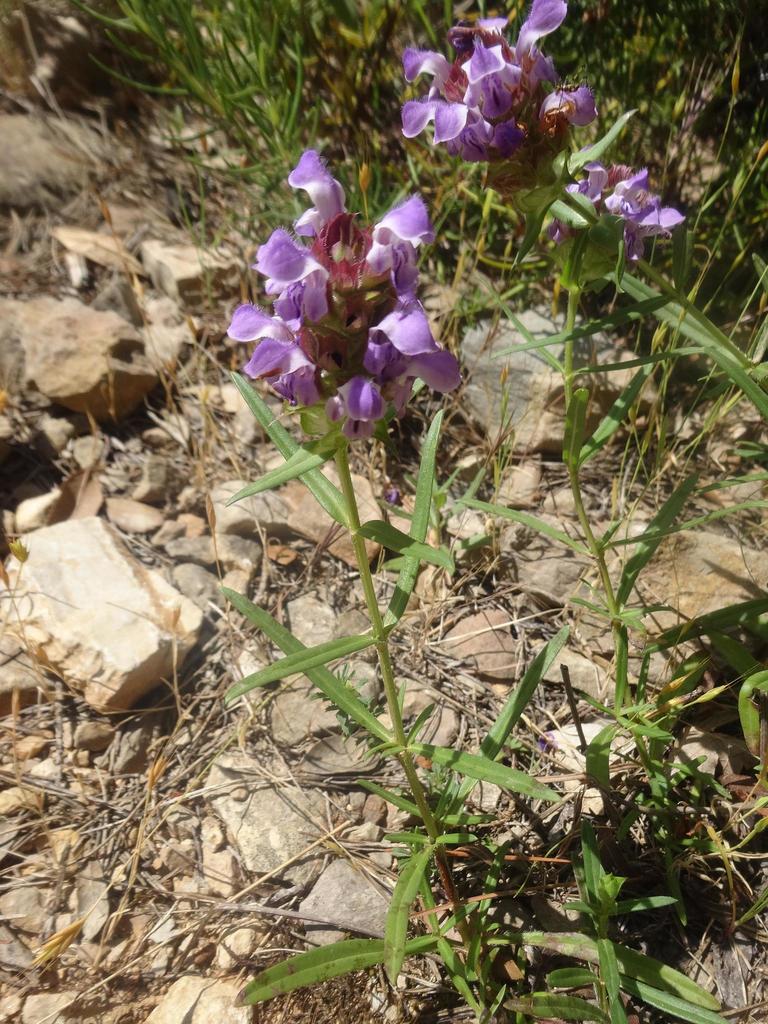 Prunella hyssopifolia (Prunella hyssopifolia)