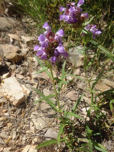 Prunella hyssopifolia (Prunella hyssopifolia)