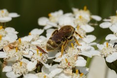 Halictus subauratus