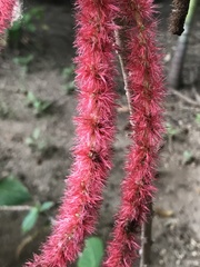 Acalypha hispida