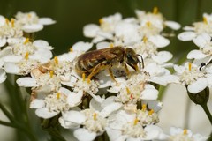 Halictus subauratus