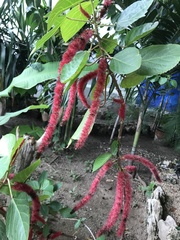 Acalypha hispida