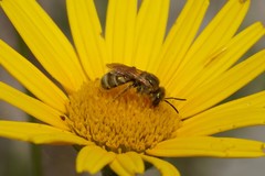 Halictus subauratus