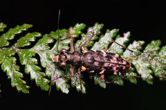 Caledonica
