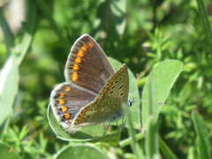 Polyommatus celina