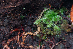 Australopacifica leichhardtiana