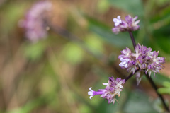 Hedyotis shiuyingiae