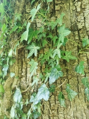 Hedera helix