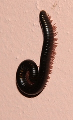Pachyiulus oenologus