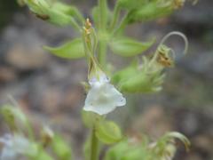 Teucrium massiliense