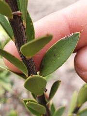 Styphelia triflora