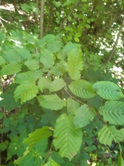 Carpinus betulus