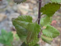 Teucrium massiliense