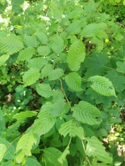 Carpinus betulus