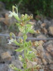 Teucrium massiliense