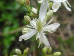 Clematis flammula