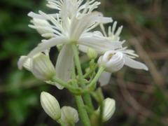 Clematis flammula