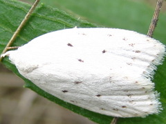 Scythropiodes approximans