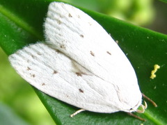 Scythropiodes approximans