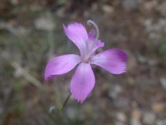 Dianthus longicaulis